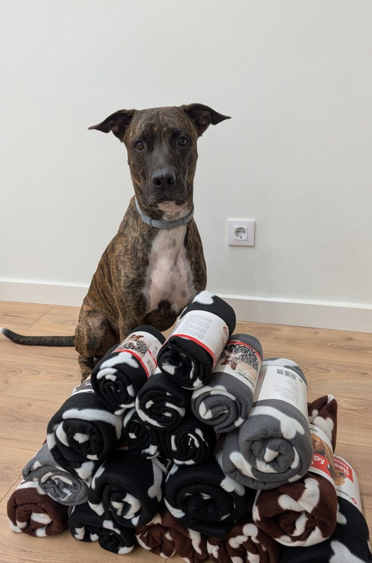 Cervesa GUAU en una activitat solidària amb l’associació Life4Pitbulls