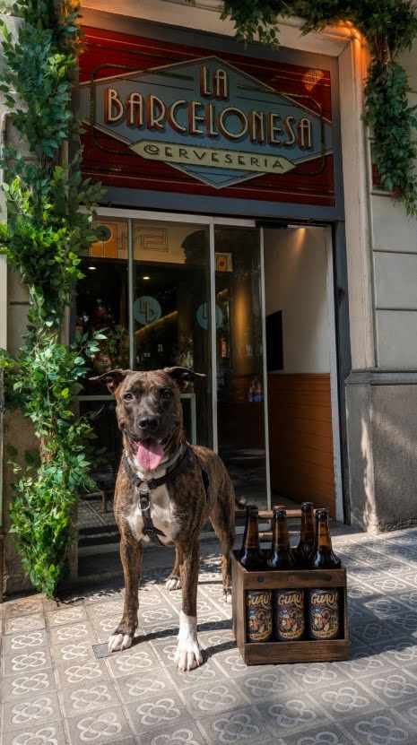 Gos davant de La Barcelonesa Cerveseria amb una caixa de cerveses GUAU